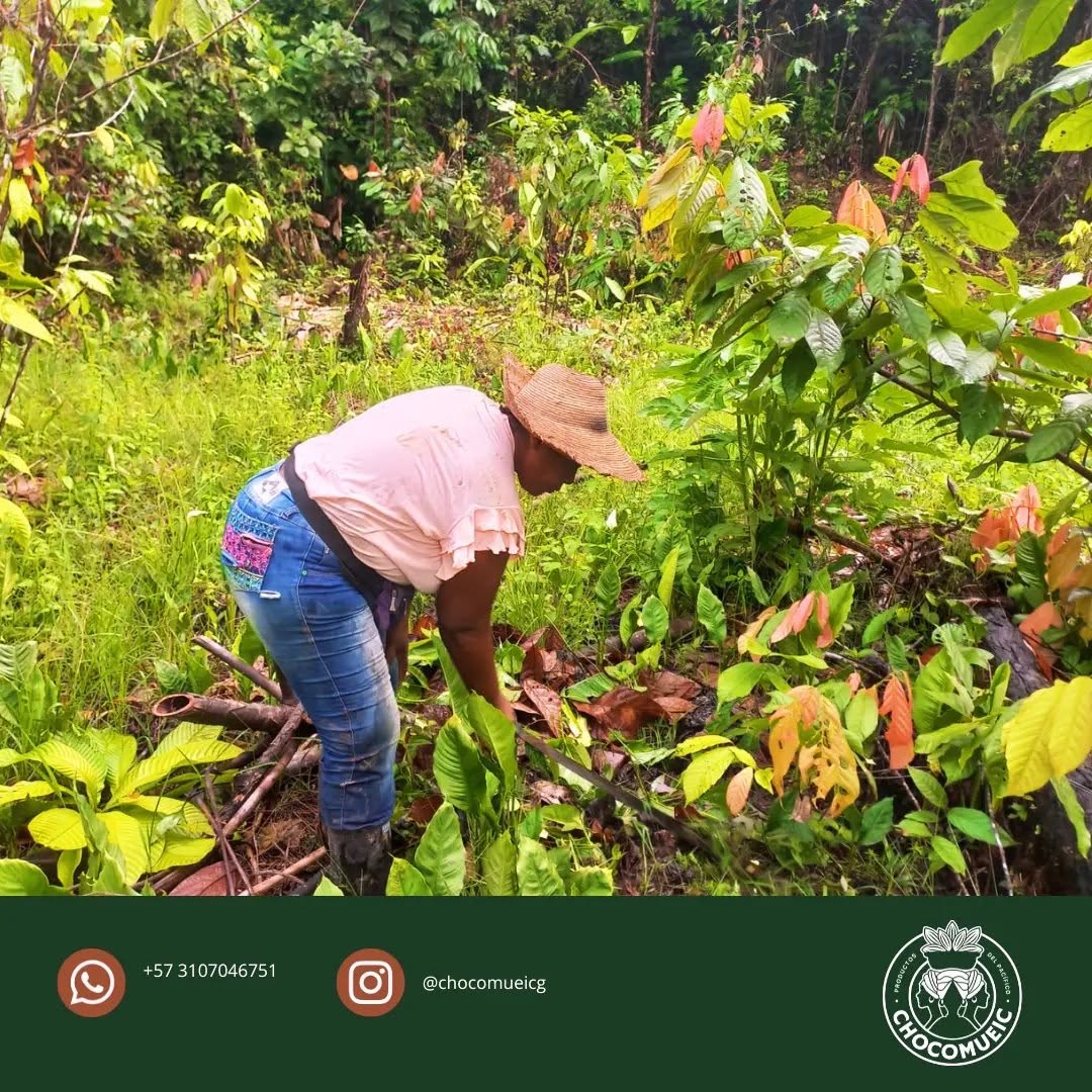 Mujeres cacaoteras de Guapi en el cultivo junto al río