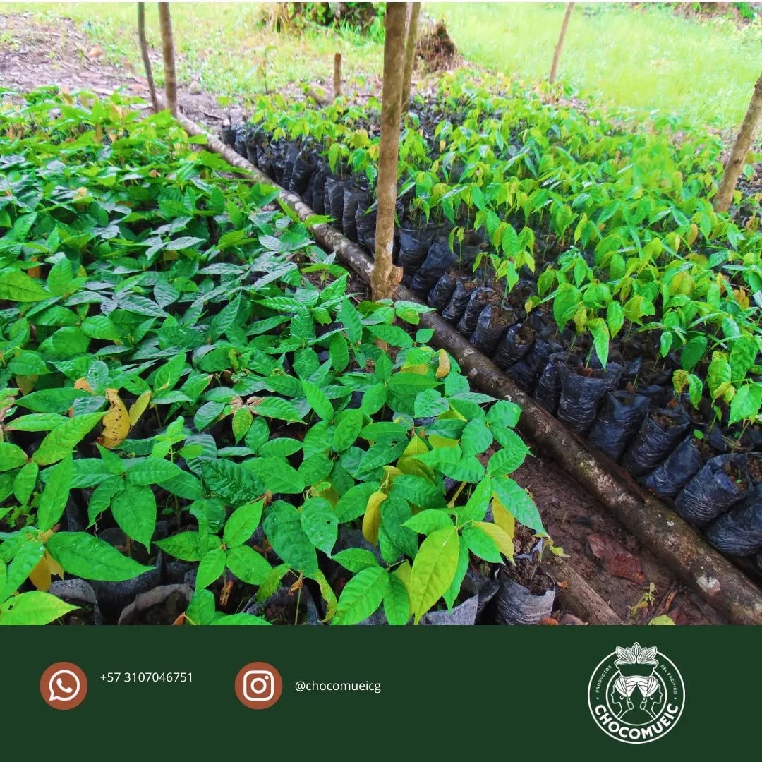 Plántulas de cacao en vivero dentro de la selva del Pacífico